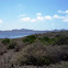 Flora Isla del Ciervo
