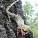 Lagartija cocodrilo (Crocodile lizard)