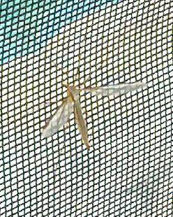 Large+dragonflies+uk