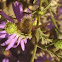 Bee fly