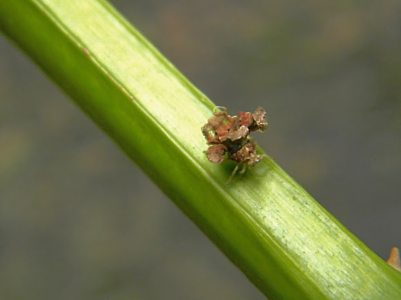 Spotting Image 1