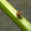 camouflaged hopper