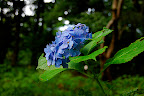 blue flowers in Shizen Kyoiku Park