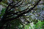 A tree reaching for the sky in Shizen Kyoiku Park