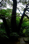 Three trees or one splitting another? - Shizen Kyoiku Park