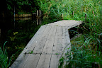 Small boardwalk in Shizen Kyoikuen