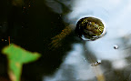 Turtle looking at me in Shizen Kyoikuen