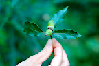 Aya holds acorns in Shizen Kyoikuen