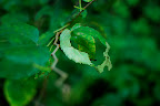 A big bite taken out of a leaf in Shizen Kyoikuen