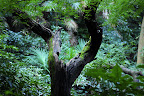 Decaying tree in Shizen Kyoikuen