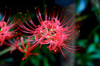 Close-up of unique red flowers in Shizen Kyoikuen