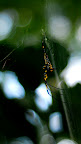 Side view of a spider and its web in Shizen Kyoikuen