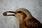 Bird with a nut painting in Shizen Kyoikuen