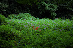 Wild flowers and grass in Shizen Kyoikuen