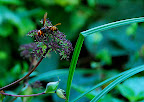 A wasp drinks a snack in Shizen Kyoikuen