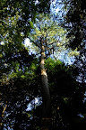 Light on a center tree in Shizen Kyoikuen