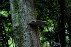 A mushroom grows high up and out of a tree in Shizen Kyoikuen