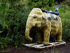 Apparently one could ride and roll o this mammoth