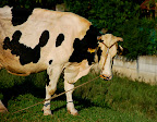 See, here it is looking at me.
