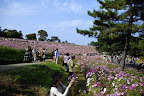 The vast expanse of cosmos at Showa Kinen Park