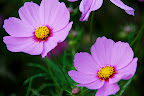 Pink-purple cosmos