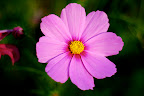 Cosmos have 8 petals