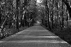 Yatsugatake Forest Road in Nagano, Japan