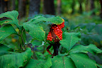 A strange forest growing fruit