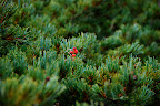 Berries in evergreen