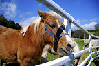 These ponies would bite each other and push each other to get grass!