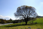 The sheep's pasture, which extends through a gate in the fence even further.
