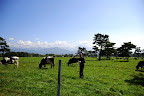 The cows were too chicken to let me hug them.