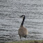 Canada Goose