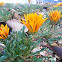 Gazania