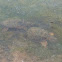 Snapping turtles
