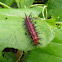 Caterpiller