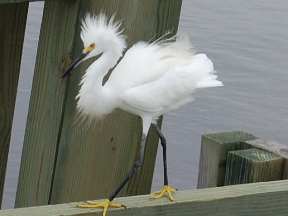 Spotting Image 1