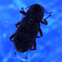 Riffle Beetle