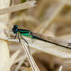 Blue-tailed Damselfly