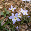 Common Bluet, Quaker Ladies