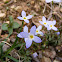 Common Bluet, Quaker Ladies