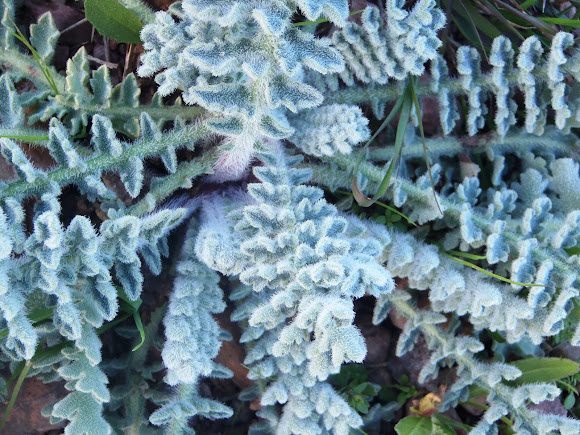 Spotting Image 1
