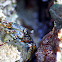 Crab