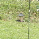 Rose-breasted Grosbeak
