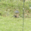 Rose-breasted Grosbeak