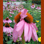 Eastern Purple Coneflower Super 8