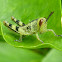 Hedge Grasshopper Nymph