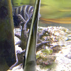Common Remora