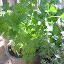 Flat Parsley