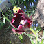 Tulips (black)